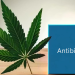 an image showing the interaction between cannabis and antibiotics