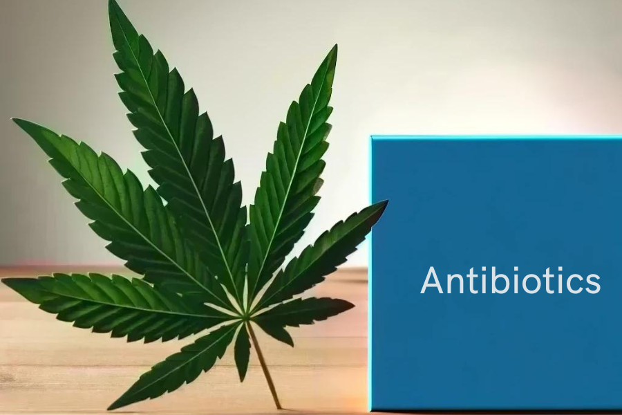 Cannabis und Antibiotica(z.B. Amoxicillin, Ciprofloxacin, Azithromycin)