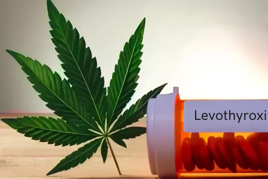 Cannabis und Levothyroxin (z.B. Eltroxin, Eutirox, Levoxyl, L-thyroxine, Thyrox, Thyronorm)
