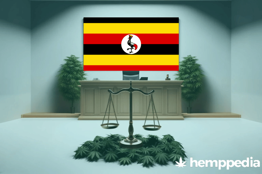 Ist Cannabis in Uganda legal? – Update 2024